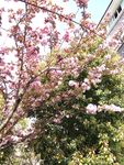 桃花树