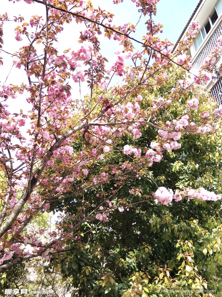 桃花树