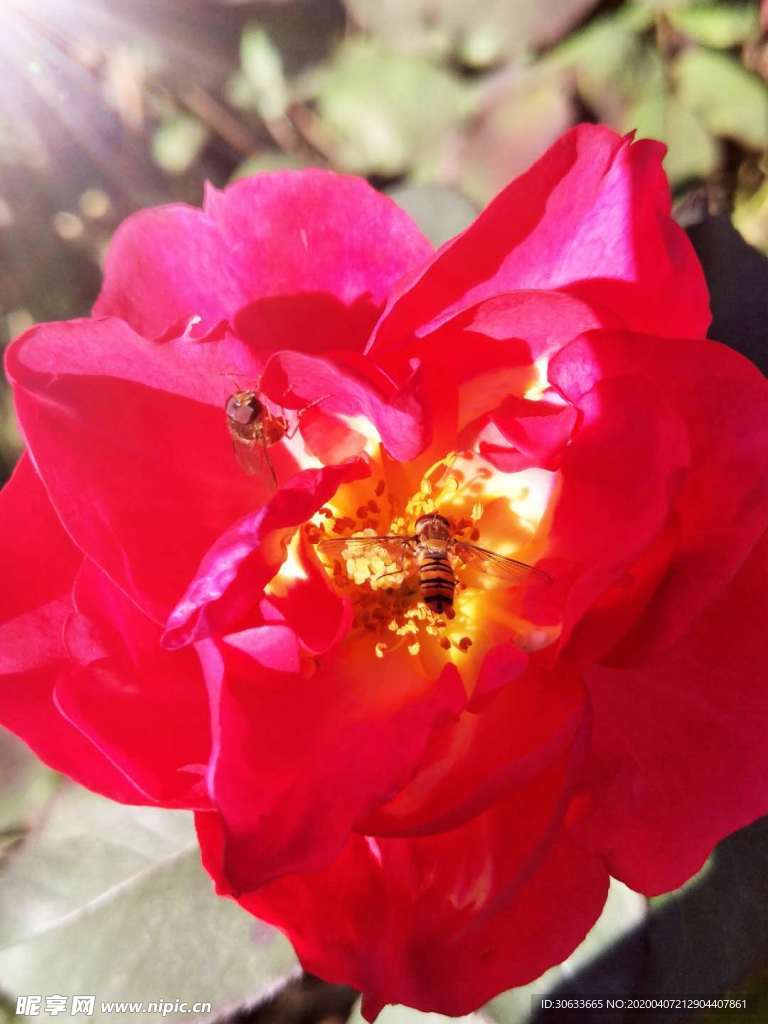 蜜蜂与花