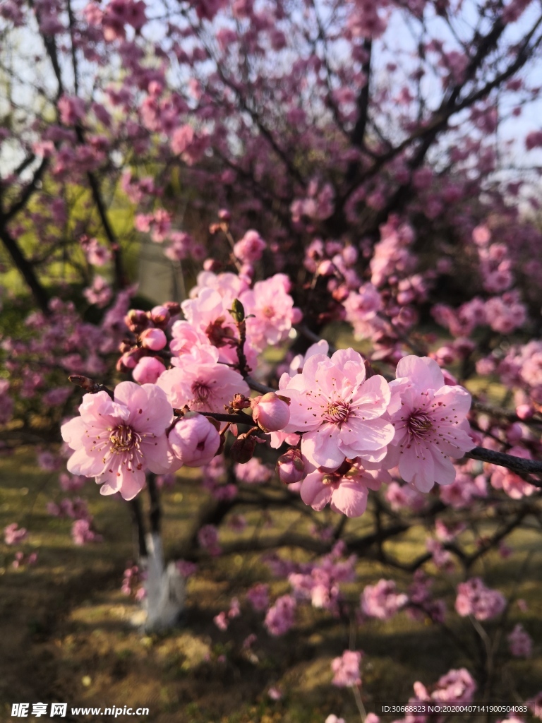 桃花