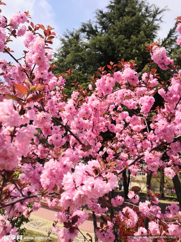桃花