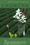 采茶 春茶上市 采茶女 茶田