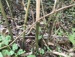 竹笋