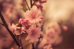 桃花盛开