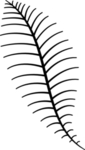 植物纹路