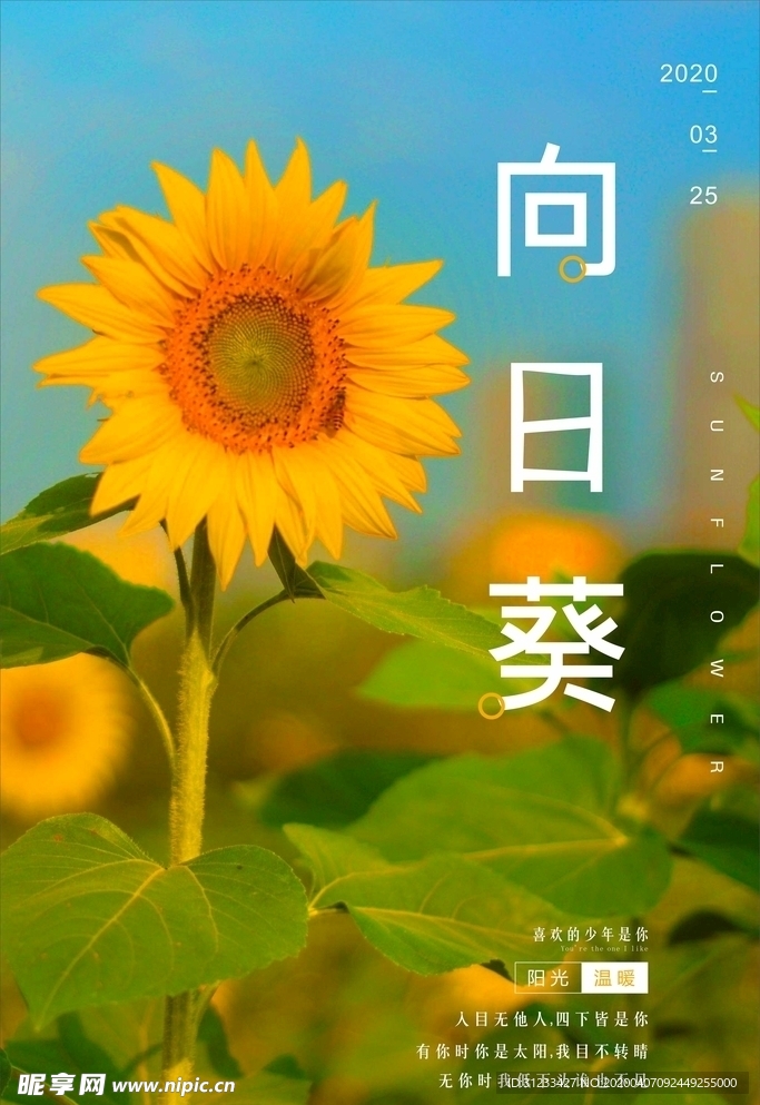 向日葵海报