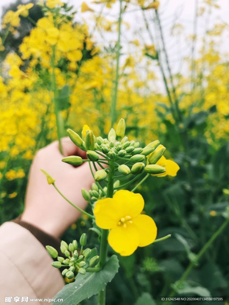 油菜花