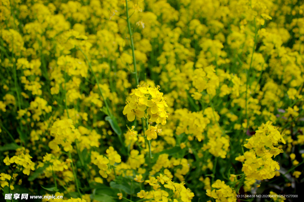 油菜花