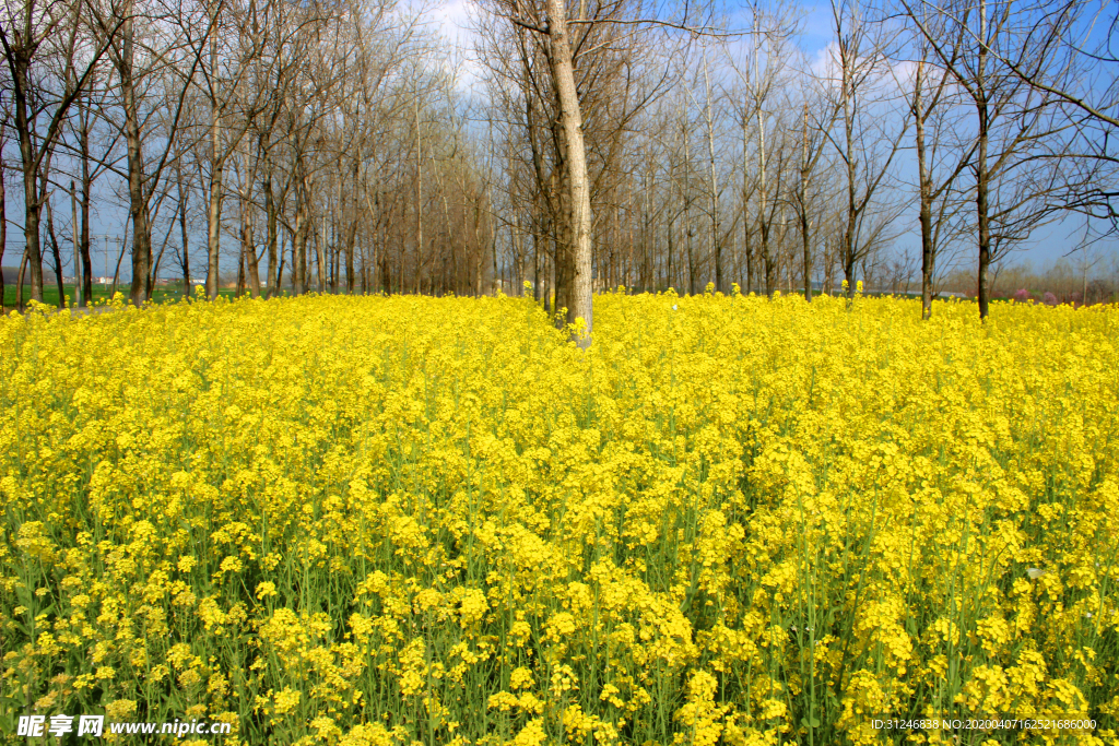 油菜花