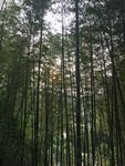 竹林