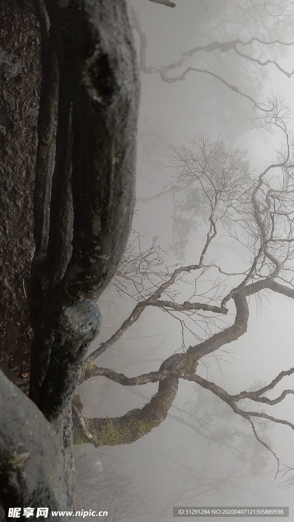 天门山悬崖枯树云雾