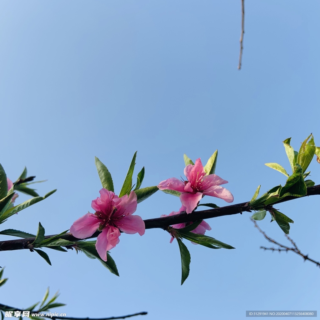 桃花