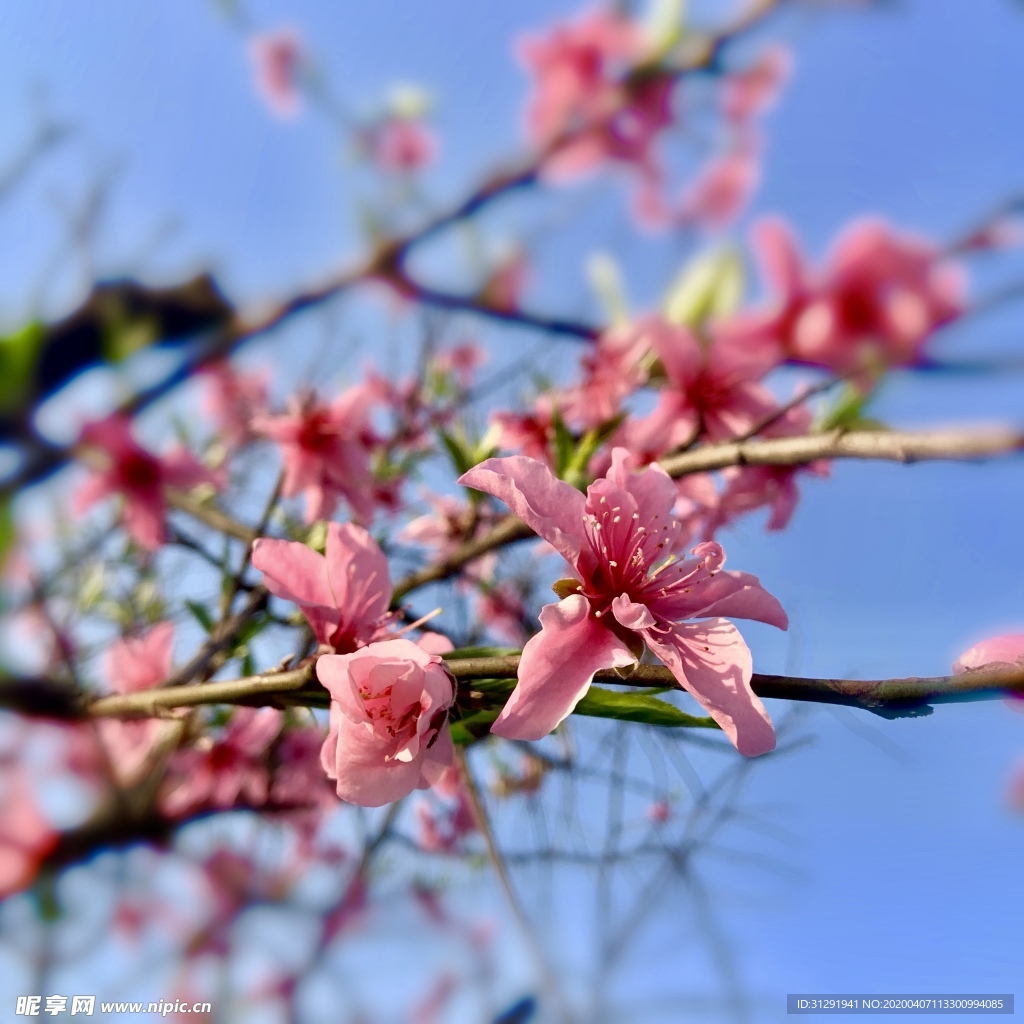 桃花