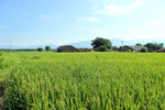 麦田