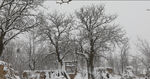 老树雪景