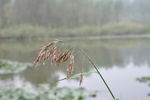 湿地