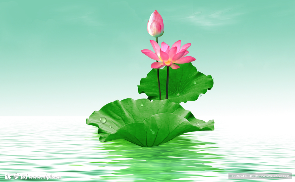 荷花