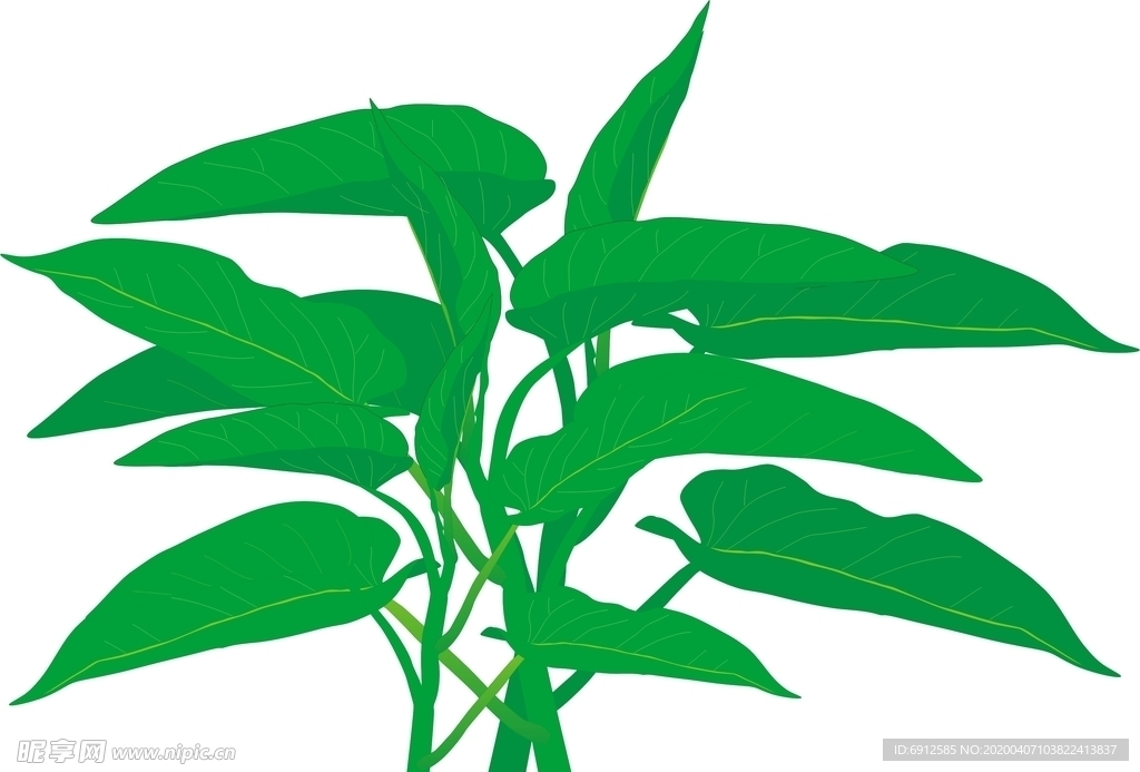 空心菜