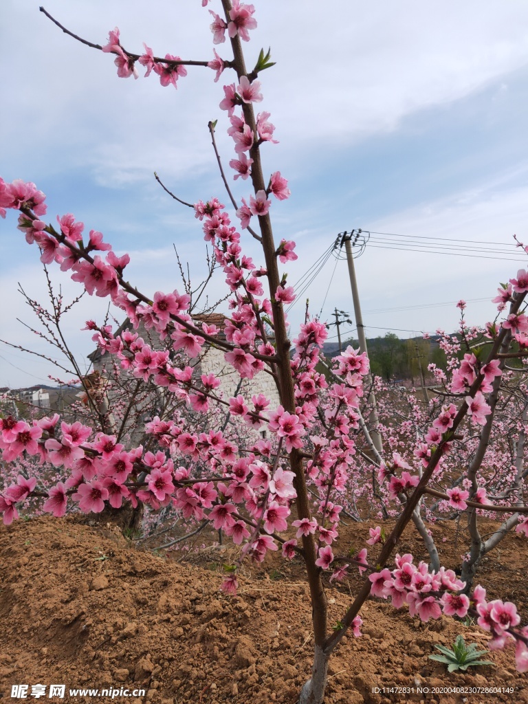 桃花