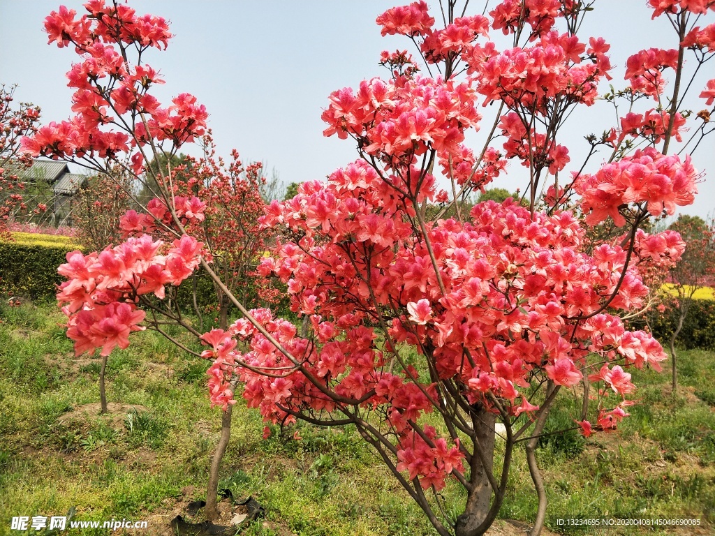花