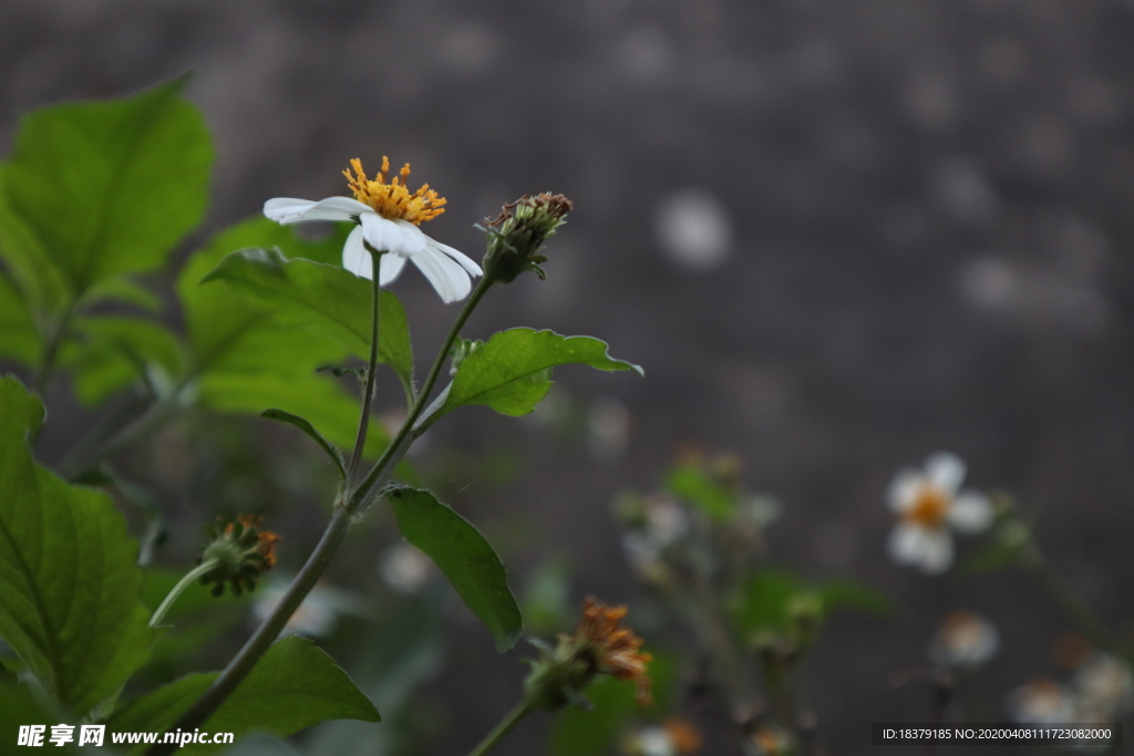 白花鬼针草