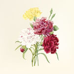 花纹