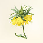 花纹