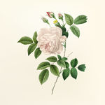 花纹