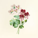 花纹