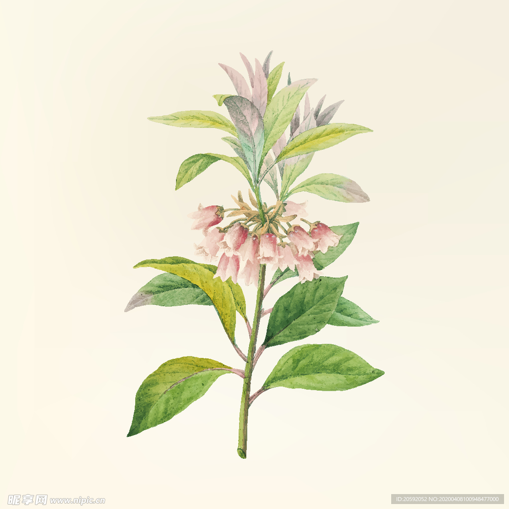 花纹