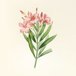花纹