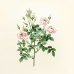 花纹