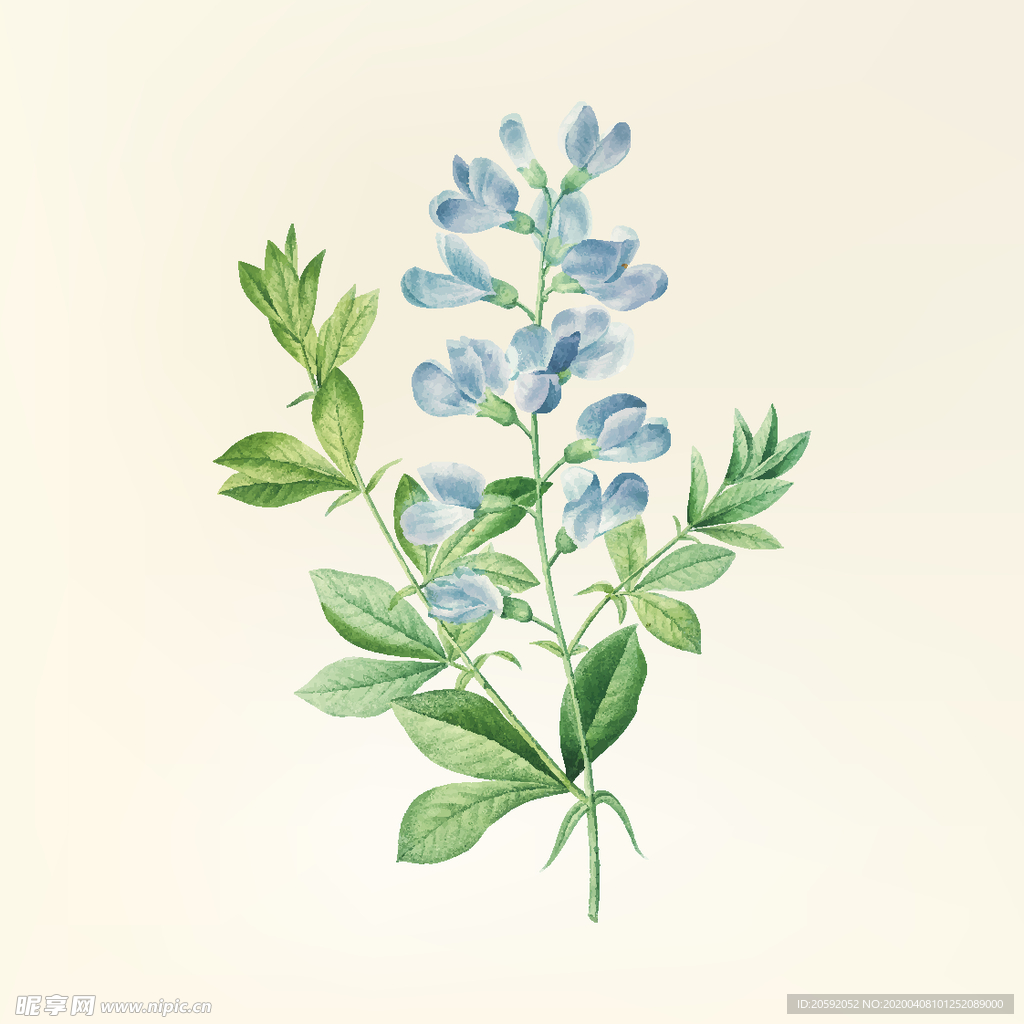 花纹
