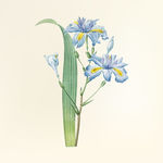 花纹