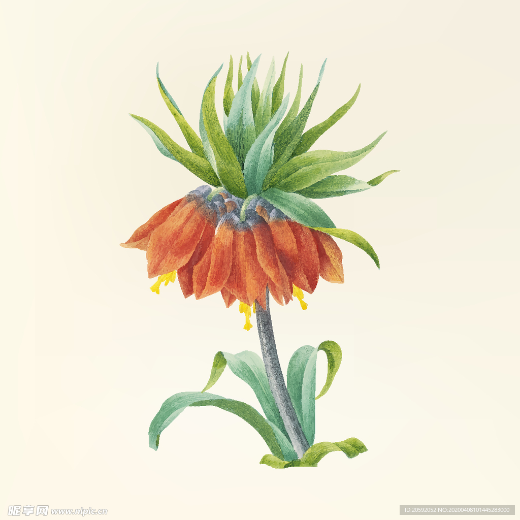 花纹