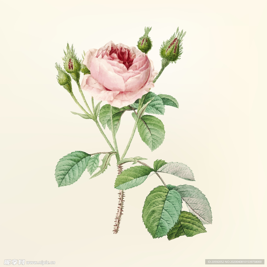花纹