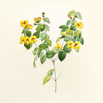 花纹