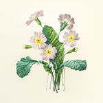 花纹