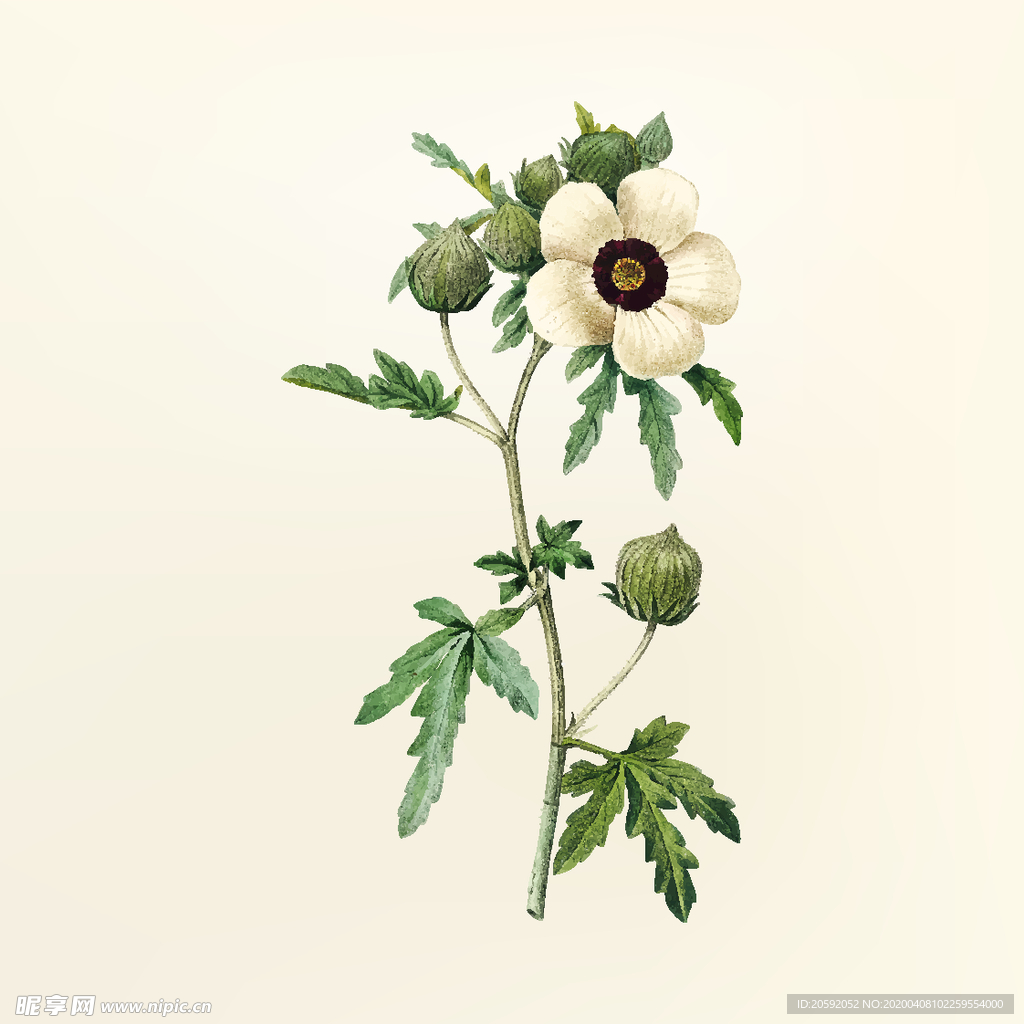 花纹