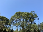 樟树