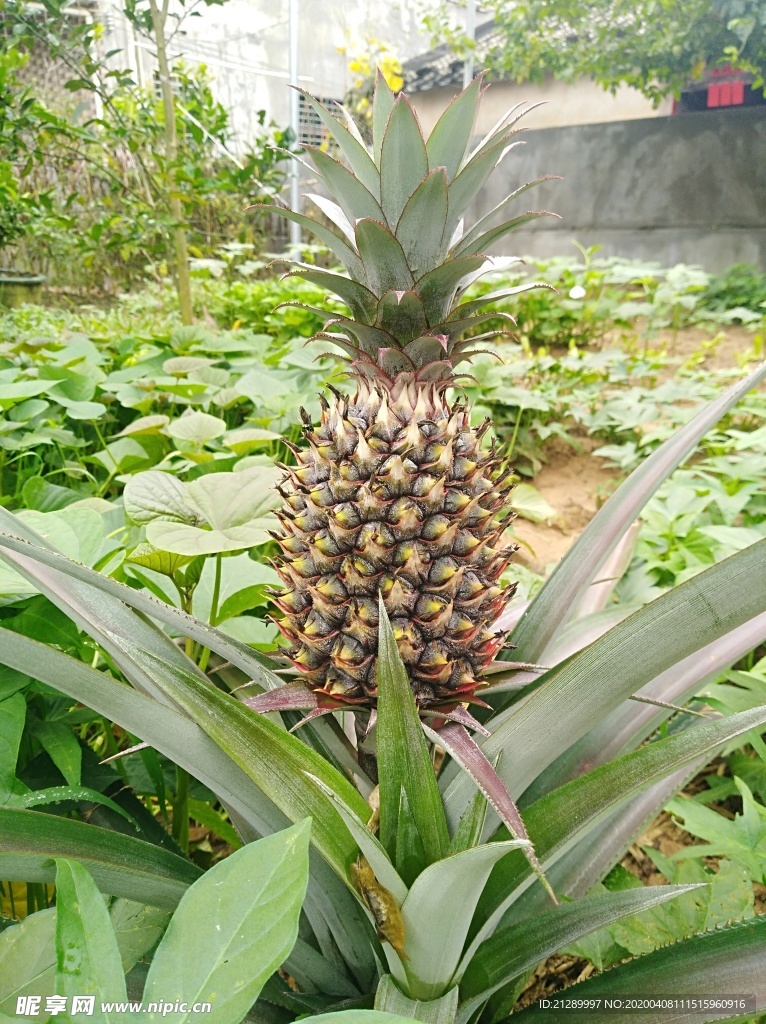 菠萝