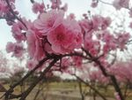 红梅 梅花