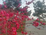 红梅花
