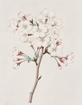 手绘樱花