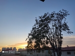 树  天空