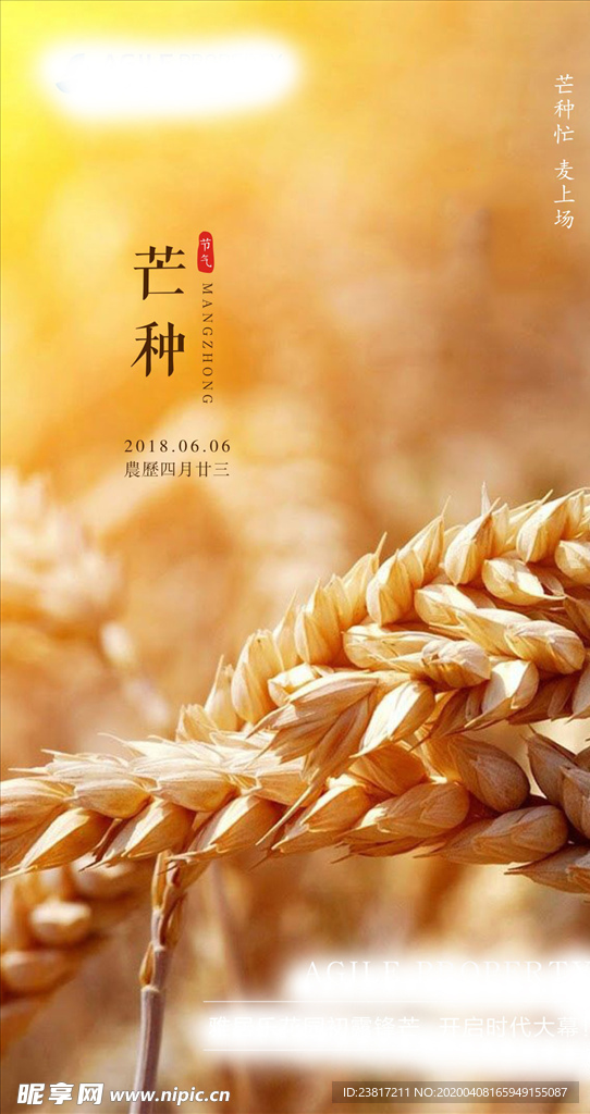 芒种