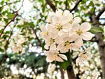 樱桃花