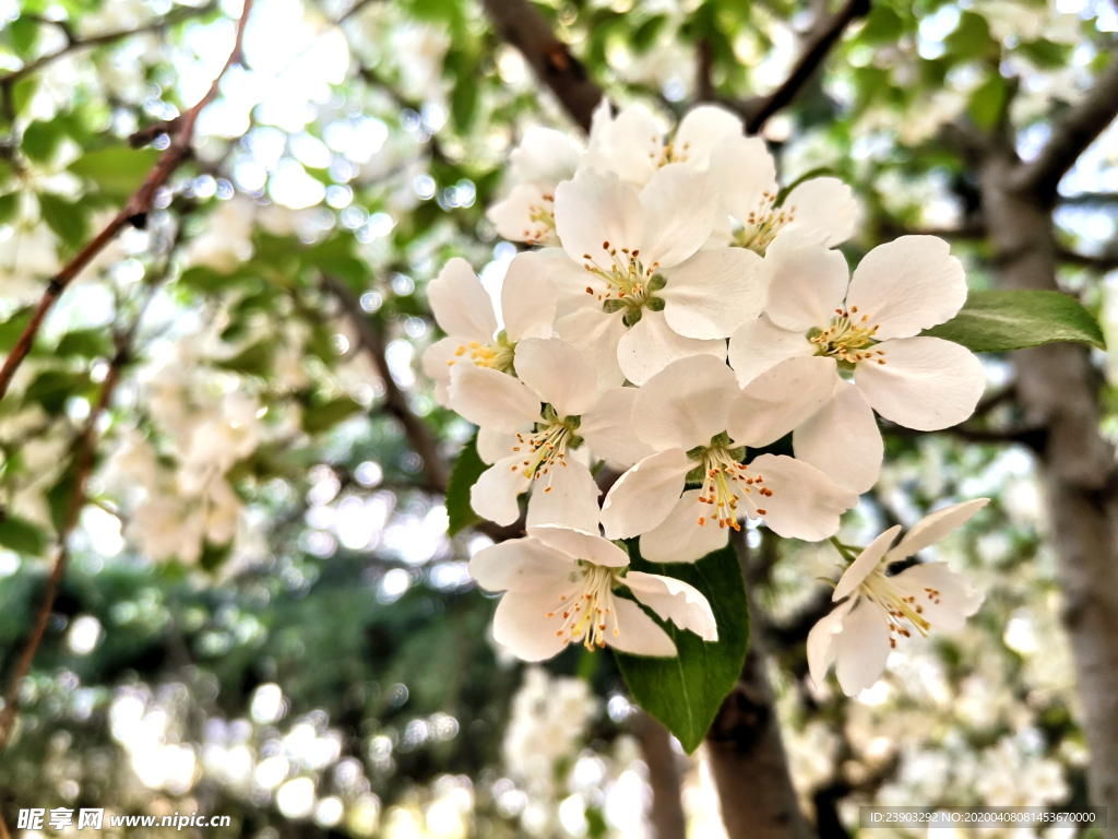 樱桃花