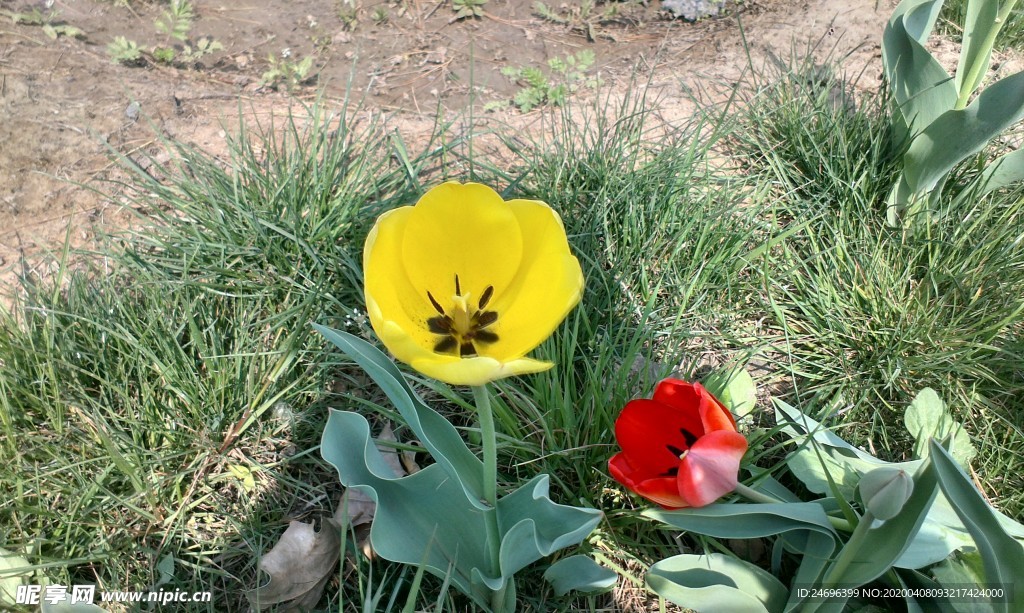 黄色和红色小花