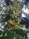 树上的小花
